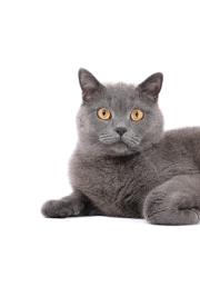 Γκρι γάτα ξαπλωμένη σε λευκό φόντο