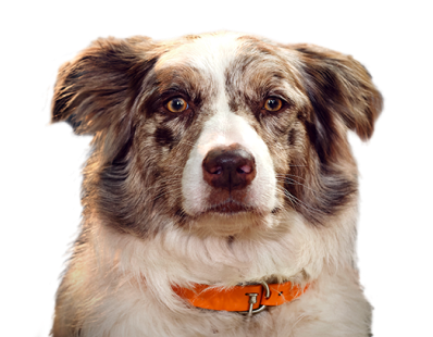 สุนัขพันธุ์ออสเตรเลียนเชพเพิร์ดที่มีขนลายสีน้ำตาลและขาว กำลังสวมปลอกคอสีส้ม และมองตรงมาที่กล้องอย่างตั้งใจ