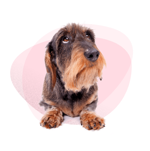Wire-haired dachshund looking up on pink background