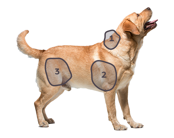 Side view of a standing dog with numbered sections on its body