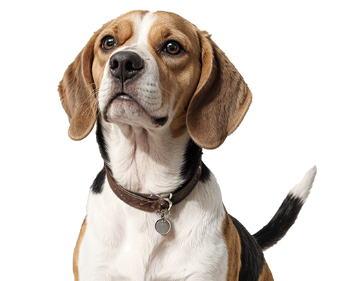 Beagle dog with a brown collar looking upward