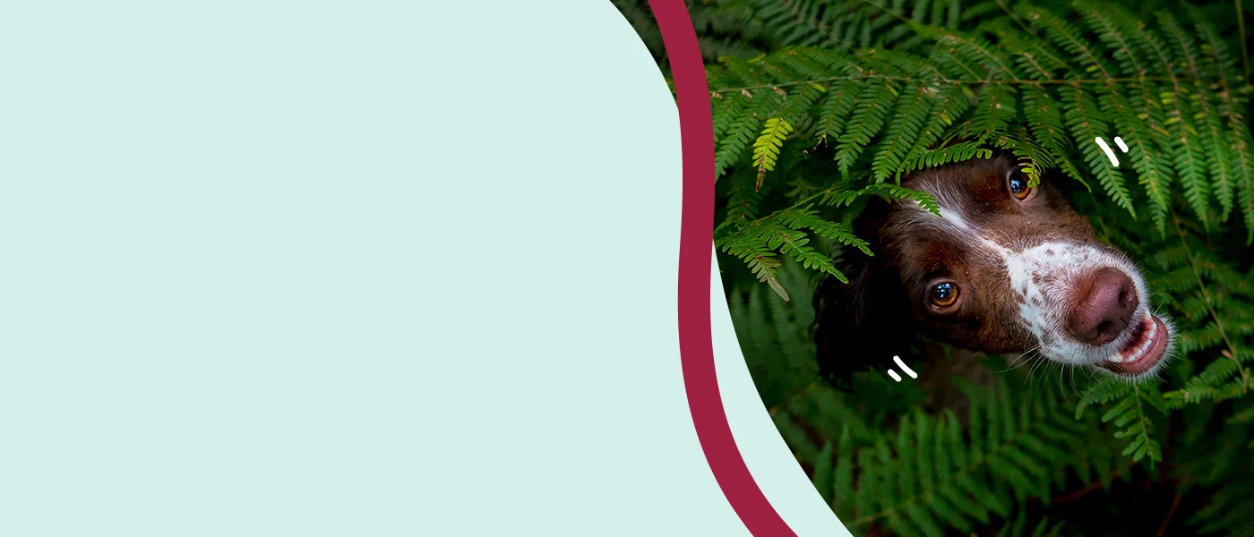 Dog peeking through ferns with a curious expression