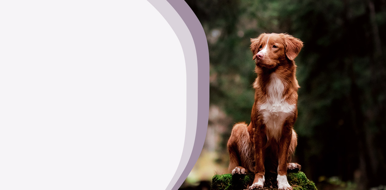 Brown dog sitting on a grassy surface in a forest