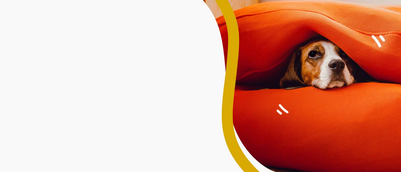 Dog peeking through lush green fern leaves.