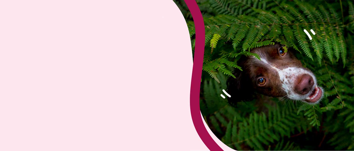 Simparico trio hero banner